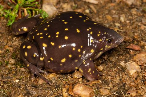  「Dance of the Frogs」：探究南非第五世紀的歡樂與生命力！