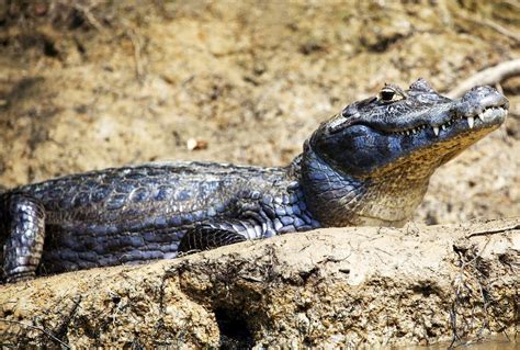  The Black Caiman： A Colombian Folklore Tale About Greed and Consequences!