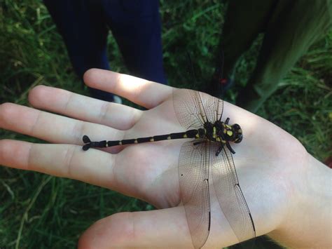  The Unsolved Riddle of the Jade Dragonfly: Delving into Ancient Wisdom and Moral Dilemmas!