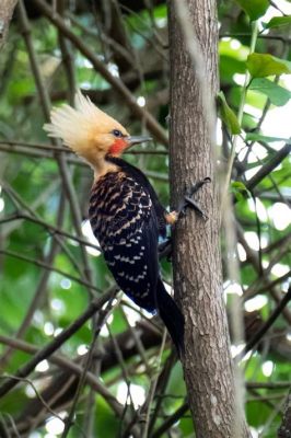  The Yellow Woodpecker：A Brazilian Folktale Filled With Hidden Meaning and Quirky Charm!